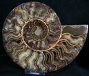 Polished Ammonite Pair - Agatized Chambers #8419-2